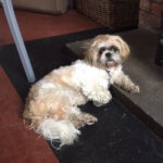 A well-behaved dog